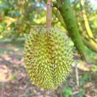 ราคา จัดส่งฟรี ทุเรียน ทุเรียนหมอนทอง หมอนทองใต้ ทุเรียนชุมพร เนื้อแน่น หวานหอม อร่อย เม็ดลีบ มีรับประกันจากร้าน (21734808180)