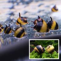 ราคา ปั้มออกซิเจนตู้ปลา snail เขา ช่วยทำความสะอาดตู้ปลาดีมาก มีประกันคะ (21785138204)