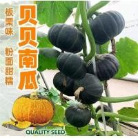 ราคา ปลูกง่าย ปลูกได้ทั่วไทย 20เมล็ด ซอง เมล็ดพันธุ์ ฟักทองญี่ปุ่น High Yield Japanese Pumpkin Seeds for Planting Pumpkin Plants Seeds Vegetables Seeds เมล็ดฟักทอง เมล็ดผัก ผักออร์แกนิก เมล็ดพันธุ์ผัก เมล็