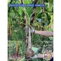 ราคา หน่อกล้วยไข่ สายพันธุ์เกษตร2 กล้วยไข่เกษตรศาสตร์ 2 แท้ 100 เครือจะยาวและใหญ่กว่าเครือของกล้วยไข่ทั่วไป จำนวนหวีเยอะ รสชาติ อร่อย (13750845349)
