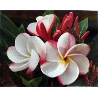 ราคา โปสเตอร์ ภาพดอกลีลาวดี รูปภาพติดผนัง ขนาดภาพ 16x20 นิ้ว เฉพาะรูปภาพ ตกแต่งบ้าน ตกแต่งผนังบ้าน เหมาะสำหรับนำไปใส่กรอบรูป (11296667155)