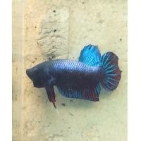 ราคา ปลากัดหม้อแปดริ้วP01 (21903741416)