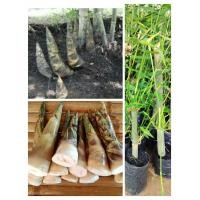 ราคา ต้นไผ่บงหวาน เบอร์ 9 หน่อดิบหวานกรอบ หน่อขาวอวบใหญ่ ต้นพร้อมปลูก (17688103802)