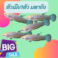 ราคา ปลากัดป่า4ภาค ปลากัดมหาชัย ปลากัดแก้มแดง ปลากัดใต้ ปลากัดมหาชัย ส่งฟรีทั่วไทย เลือกได้1ตัว เลือก ของแถมได้ ร้านสะดวกส่ง ส่งเร็วทันใจ (21931201604)