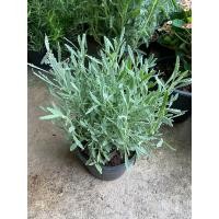 ราคา ต้นโรสแมรี่ โรสแมรี่คลูลิ่ง ราเวนเดอร์ ใบมีกลิ่นหอม กระถาง 6 8 11 นิ้ว (21910942223)