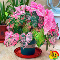 ราคา ปลูกง่าย ปลูกได้ทั่วไทย 100 เมล็ด ซอง Assorted Colors Caladium Seeds Thailand Caladium Flower Seeds for Gardening Caladium Plants Seeds กล้วยด่าง เมล็ดดอกไม้ ต้นไม้ด่าง ไม้มงคลยอดนิยม บอนสี บอลสีชนิดต