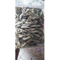 ราคา ปลาลังเขียวจิ๋ว 1 กิโล (20939826674)