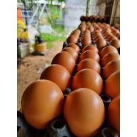 ราคา ไข่ไก่ออแกนิค ไก่อารมณ์ดี ไก่เลี้ยงธรรมชาติ คละไซส์10ฟอง (21858889529)