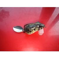 ราคา เขียดยาง อึ่งยาง (18453769102)