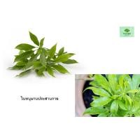ราคา หนุมานประสานกาย ขายใบสดเอาไปทำยา เอาไปปลูกไม่ได้นะค่ะ ใบสดเก็บจากต้น 20ช่อ ประมาณ120ใบ (21827265426)