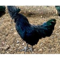 ราคา ไข่เชื้อไก่ดำอินโด เลือด100 ฟองละ 40 บาท (21585996127)