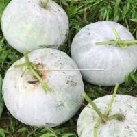 ราคา 35 เมล็ด ฟักหอมทรงกลม ฟักเขียว ฟักจีน ฟักแกง ฟักแฟง ผักออแกนิค Wax Gourd seeds (21822892470)