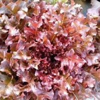 ราคา 100 เมล็ด เมล็ดผัก ผักสลัด เรดโอ๊ค Red Oak Lettuce ผลไม้ สวนครัว เหมาะแก่การทำสวน Fruit and Vegetable Seeds (21287804701)