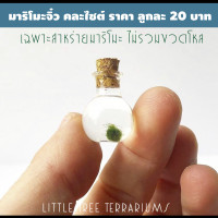 ราคา มาริโมะ สาหร่ายนำโชค ขนาดจิ๋ว ลูกละ 20 บาท Marimo Japan เฉพาะมาริโมะ อ่านก่อนสั่ง (20593920353)