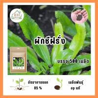 ราคา เมล็ดพันธุ์ ผักชีฝรั่ง บรรจุ 500 เมล็ด (21155239333)