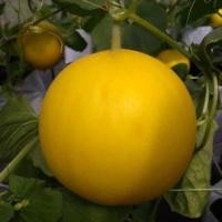 ราคา เมล่อนสีทอง ถูกที่สุด10 บ เมล็ดเมล่อนสีทอง ควีน พันธุ์ไข่ทองคำ 2 40 เมล็ด เนื้อส้ม หวาน ฉ่ำน้ำ (19104395572)