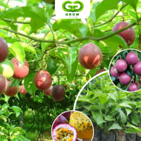 ราคา ต้นกล้าเสาวรสสีม่วง สูงจากเมล็ด 30 50ซม ปลูกง่าย ให้ผลผลิตสูง ผลใหญ่ รสหวานอมเปรี้ยว (21962881486)