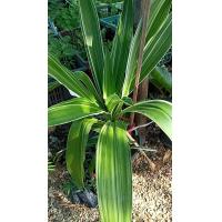 ราคา ใบพลับพลึง เก็บสดส่ง 10ใบ 99 บาท นิยมใช้เพื่อลดการอักเสบ ใช้ทำหม้อเกลือหลังคลอดบุตร ใช้ประคบแก้ช้ำ ใบพลับพลึงสด ทับหม้อเกลือ ใช้ย่างไฟประคบร้อนแก้ ฟกช้ำ ใช้ห่อหม้อเกลือสำหรับอยู่ไฟ ต้นพลับพลึงโบราณ แก