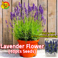ราคา ปลูกง่าย ปลูกได้ทั่วไทย 10เมล็ด ซอง เมล็ดพันธุ์ ลาเวนเดอร์ อังกฤษ Fragrant Perfume Lavender Flower Seeds for Planting Bonsai Flowering Plants Seeds ดอกลาเวนเดอร์ เมล็ดดอกไม้ เมล็ดบอนสีสวยๆ บอนสีราคาถู
