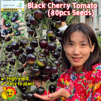 ราคา ปลูกง่าย ปลูกได้ทั่วไทย มะเขือเทศเชอรี่ สีดำ 80เมล็ด ซอง Sweet Black Cherry Tomato Seeds Organic Fruit Seeds for Planting Black Cherry Tomato Plant Seeds Vegetables Seeds เมล็ดพันธุ์มะเขือเทศเชอรี่ สี