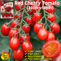 ราคา ปลูกง่าย ปลูกได้ทั่วไทย เมล็ดพันธุ์ มะเขือเทศเชอรี่ 300เมล็ด ซอง Sweet Red Cherry Tomato Seeds Dwarf Tomato Fruit Seeds for Planting Tomato Plants Seeds Vegetable Seeds เมล็ดผักต่างๆ เมล็ดพันธุ์ผลไม้ 