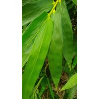 ราคา ใบไผ่สด ใช้ห่อขนม 1 ชุด มี100 ใบ 80 บาท (21960947280)