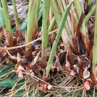 ราคา ข่าแก่ พันธ์ข่าเหลือง 1 กิโลกรัม พร้อมปลูก ทำอาหารได้ เป็นแม่พันธุ์สำหรับปลูกได้ ปลูกแบบปลอดสารพิษ (21912303980)