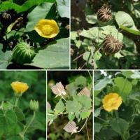 ราคา 40 เมล็ด ครอบจักรวาล ครอบ ขัดมอญ ครอบตลับ ครอบจักรวาล ตอบแตบ พืชสมุนไพรสารพัดประโยชน์ (21805496240)