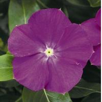 ราคา 20 เมล็ด ดอกแพงพวย แพงพวยฝรั่ง เมล็ดดอกไม้ Vinca Periwinkle Seeds สายพันธุ์ Vinca rosea (21275437908)