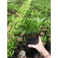 ราคา ต้นกล้าหมากเหลือง (18962515478)