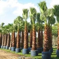 ราคา 10 เมล็ด ปาล์มเป็ตติโค้ต Washingtonia robusta ปาล์มประดับบ้าน สวน ไม้ยืนต้น (21790598870)