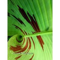 ราคา Babana blood กล้วยป่าลายด่างเลือด จัดส่งเป็นหน่อพันธุ์ที่ถูกที่สุดในลาซาด้าราคา15บาท (8829302100)