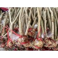 ราคา ชะอมกิ่งตอน100กิ่งแถม10กิ่งราคา950บาท (21767900356)