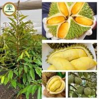 ราคา ต้นทุเรียนหมอนทองทุเรียนพันธุ์มีชื่อเสียงที่สุดของประเทศไทย ต้นกล้าสูง 60 80 ซม (21903657513)