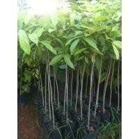 ราคา ต้นมะฮอกกานี 50 80เซน ชุด10ต้นแถมฟรี1ต้น (21520274237)