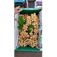 ราคา ลองกองตันหยงมัสน้ำหนัก3กิโลกรัม (21397697515)