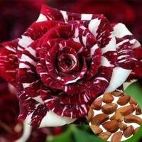 ราคา บอนสี 100 เมล็ด เมล็ดพันธุ์ กุหลาบหลากสี Rare Dragon Rose Flower Seeds บอนสีหายาก ต้นไม้มงคล ต้นไม้ฟอกอากาศ เมล็ดดอกไม้ ต้นไม้ประดับ บอนไซ ต้นไม้ พันธุ์ไม้ ต้นไม้ตกแต่ง plants (5494916703)