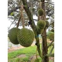 ราคา ต้นทุเรียนก้านยาวเสียบยอดพร้อมปลูก เนื้อเนียน หอมน้อย แน่หวานนานๆ ทุเรียนเสียบยอด ต้นทุเรียนก้านยาว ขนาด60 70cm (15809576782)