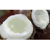 ราคา ต้นมะพร้าวกะทิเนื้อฟู ต้นมะพร้าวกะทิ คือ มะพร้าวที่มีเนื้อในผลหนา 2 3 ซม อ่อนนิ่ม เนื้อฟูคล้ายผิวมะกรูด น้ำในผลมีน้อย ลักษณะข้นเหนียว รสชาติเนื้อนั้น หวานมัน หอมมาก นิยมรับประทานกันสดๆ หรือคู่กับน้ำ (