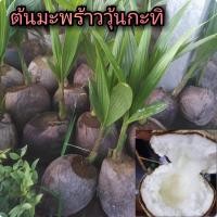 ราคา ต้นมะพร้าวกะทิ เป็นมะพร้าวน้ำหอมต้นเตี้ย (14890069422)