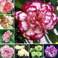 ราคา เมล็ดพันธุ์ ดอกคาร์เนชั่น เมล็ดบอนสี Mix Carnation Seeds flower seeds ไม้ประดับ ต้นไม้ฟอกอากาศ บอนไซ ต้นไม้ ต้นไม้จิ๋วจริง ต้นไม้มงคล ต้นดอกไม้สวยๆ plants เมล็ดดอกไม้ พันธุ์ดอกไม้ บรรจุ 200 เมล็ด คุณภ