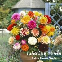 ราคา เมล็ดพันธุ์ ดอกรัก บอนสี Mixed Color Dahlia Flower Seeds Bonsai plants เมล็ดบอนสี บอนสีหายาก เมล็ดพันธุ์ ไม้ประดับ ต้นไม้ประดับ บอนไซ ต้นไม้ ต้นไม้มงคล เมล็ดดอกไม้ พันธุ์ดอกไม้ บรรจุ 100 เมล็ด คุณภาพด