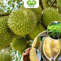 ราคา กล้าทุเรียนหมอนทอง ต้นทาบ สูง 60 80ซม ข้าวสีเหลืองอ่อน เมล็ดแบน ไขมันปานกลาง (21921432011)