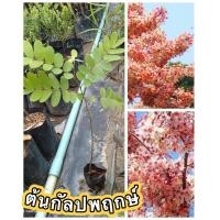 ราคา ต้นกัลปพฤกษ์ ชุด4ต้น ไม้มงคลแห่งความสำเร็จ กัลปพฤกษ์เป็นต้นไม้ที่ชาวไทยโบราณได้มีความเชื่อว่าเป็นต้นไม้ที่เป็นต้นไม้สิริมงคล ซึ่งเชื่อว่าถ้าได้ปลูกต้นไม้พันธุ์นี้จะเกิดแต่สิ่งที่ดี (15887416449)