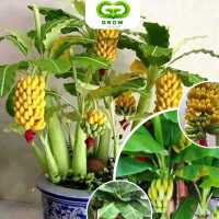 ราคา ต้นกล้ากล้วยแคระหอมบราซิล ต้นเพาะเลี้ยงเนื้อเยื่อ ต้นกล้วยประดับขนาดเล็กสามารถทานได้ (21894048257)