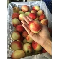 ราคา ลูกพีชสด 1กิโล คละขนาด พีชสดจากดอย (14663124191)