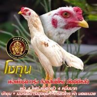 ราคา ไข่เชื้อไก่ชน เจ้าโชกุน ก๋อยจอมตีหลัง ทับกับแม่ก๋อยร้อยกัดจัด ลูกช้างมนตราและสายสามเอี่ยว ไข่เก็บใหม่ทุกวัน (21893137195)