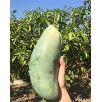 ราคา ต้นมะม่วงเขียวสามรส ให้ผลดกทั้งปี ปลูกกินอร่อย จุดเด่นของมะม่วงเขียวสามรส คือ มีครบ 3 รสชาติ ในผลเดียวกัน จึงถูกเรียกว่า มะม่วงเขียวสามรส ผลมีขนาดใหญ่มาก (16037835465)