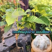 ราคา ต้นกระท้อนปุยฝ้าย แบบติดตา โตเร็ว ให้ผลผลิตดีมาก (14664461814)