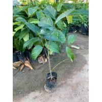 ราคา ต้นลองกอง เสียบยอด ลองกอง เป็นลางสาดพันธุ์หนึ่งชนิดที่เปลือกหนาและยางน้อย ต้นสวยแข็งแรงพร้อมปลูกจ้า (13457464948)